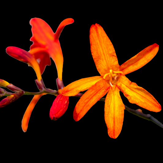 Crocosmia aurea 10 bulbs p/pack