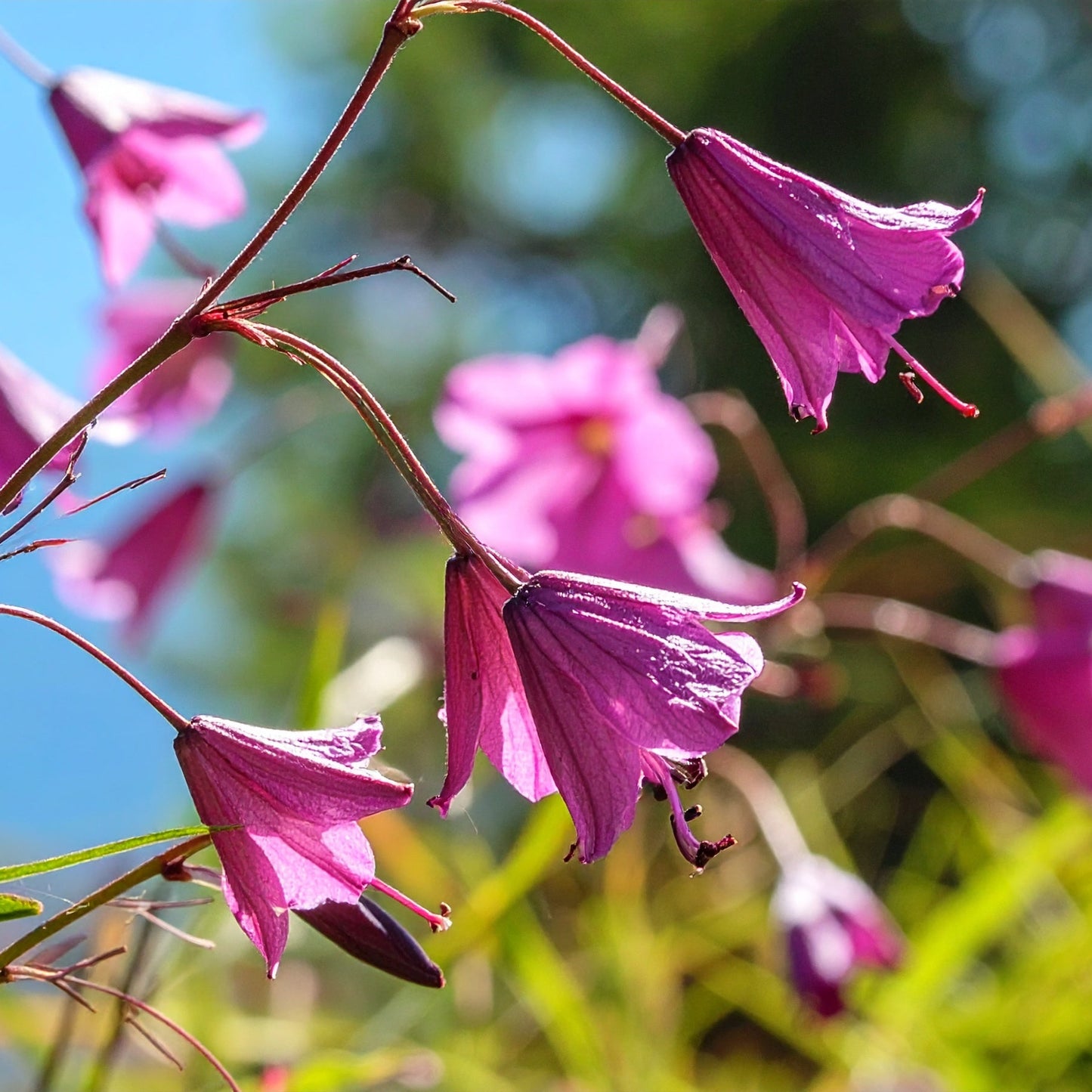 Dierama pauciflorum Evergreen - 5 bulbs p-pack