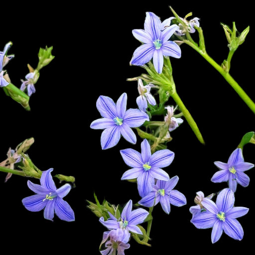 Aristea ecklonii - 10 bulb p/pack