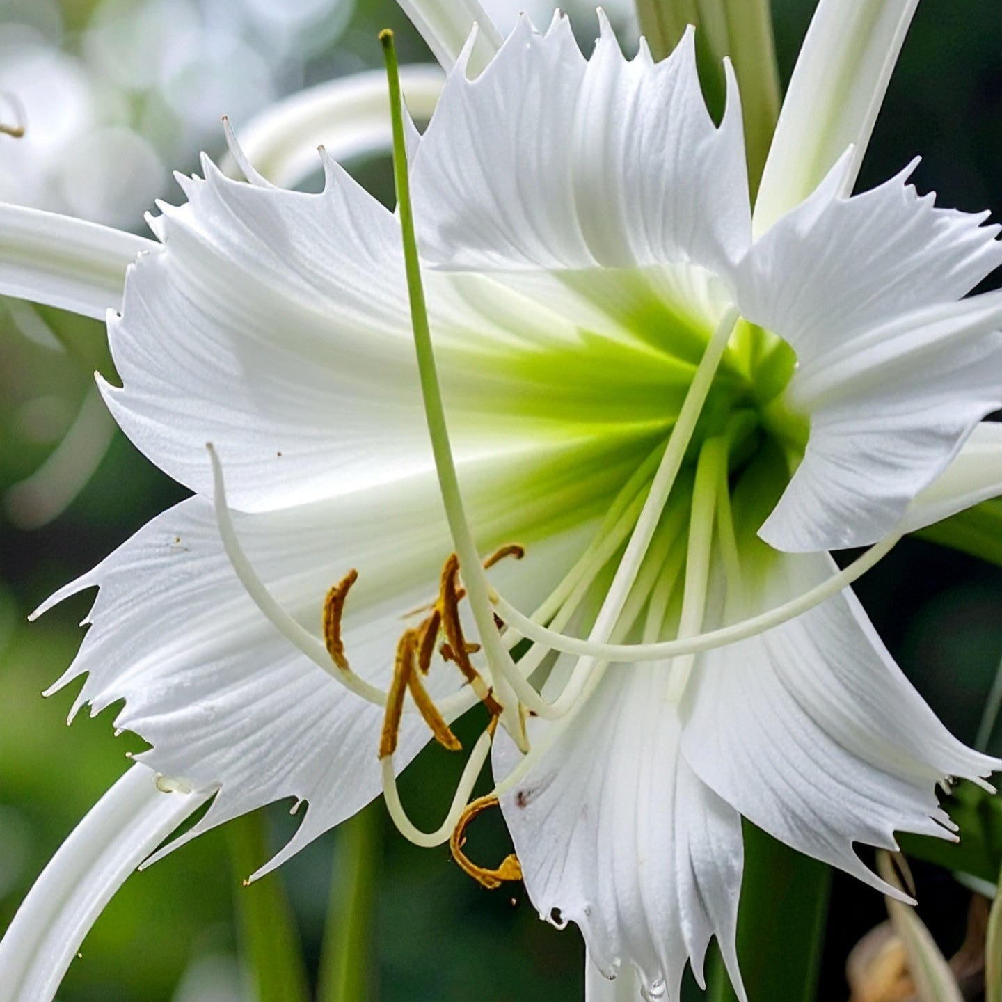 Hymenocallis  Zwanenberg (Large Bulbs) 5 bulbs p/pack