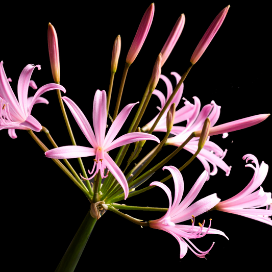 Nerine falcata 10 bulbs p/pack