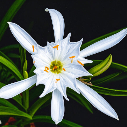 Pancratium maritimum -5 p/pack