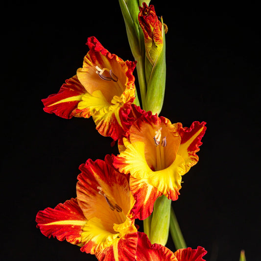 Gladiolus dalenii 10 bulbs p/pack