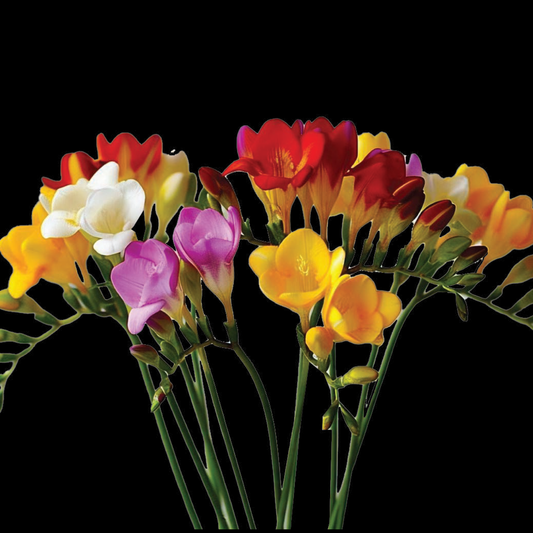 Freesia hybrida - Mixed Colours - 50 bulbs p-pack