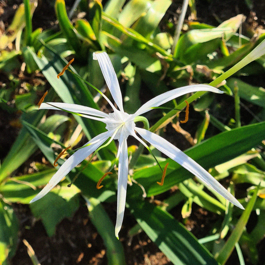 Hymenocallis harrisiana 10 bulbs p/pack