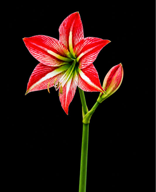 Hippeastrum johnsonii - 2 bulbs p/pack