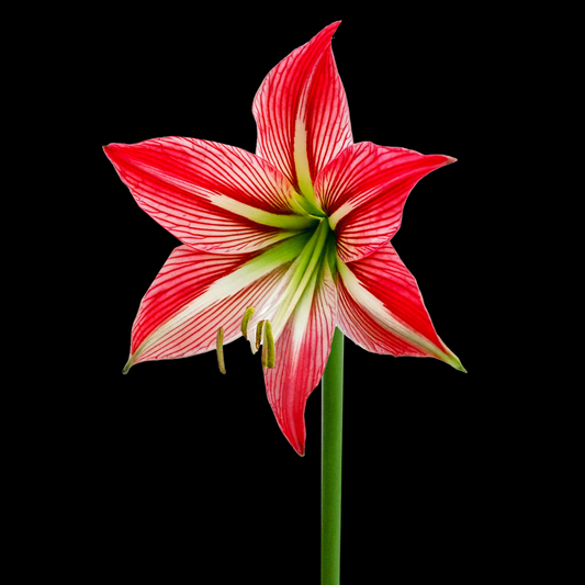 Hippeastrum johnsonii 2 bulbs p/pack