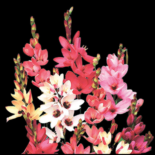 Ixia hybrida - Mixed Colours - 25 bulbs p-pack