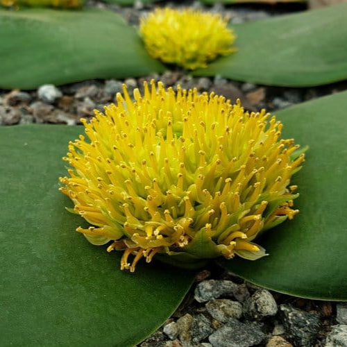 Massonia citrina - 3 seeds p/pack