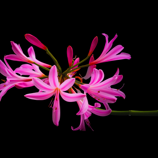Nerine laticoma 10 bulbs p/pack