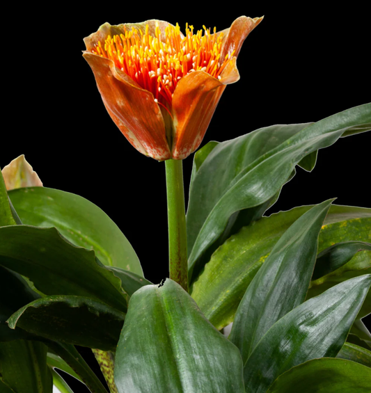 Scadoxus puniceus - 2 bulbs p/pack