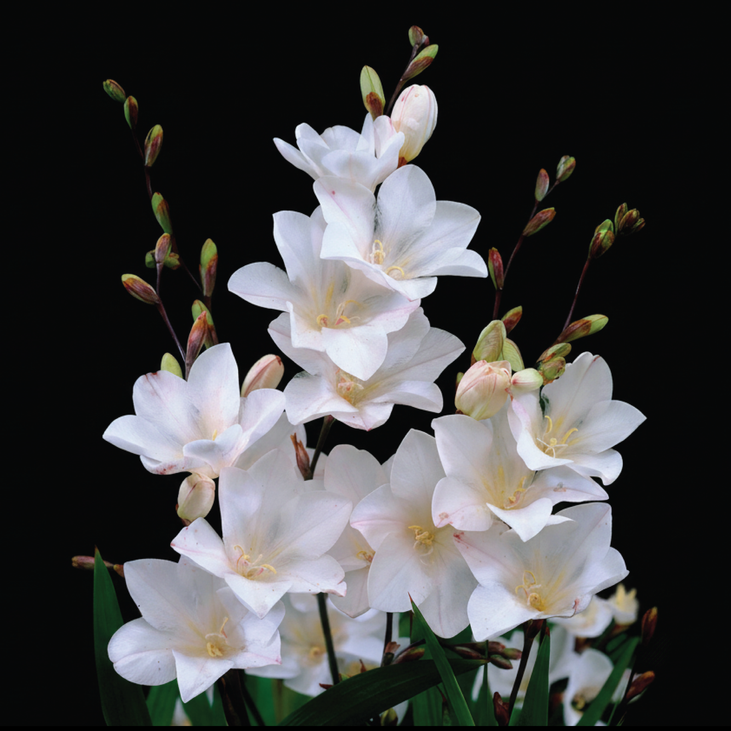 Tritonia 'Bridal Veil' - 25 bulbs p-pack