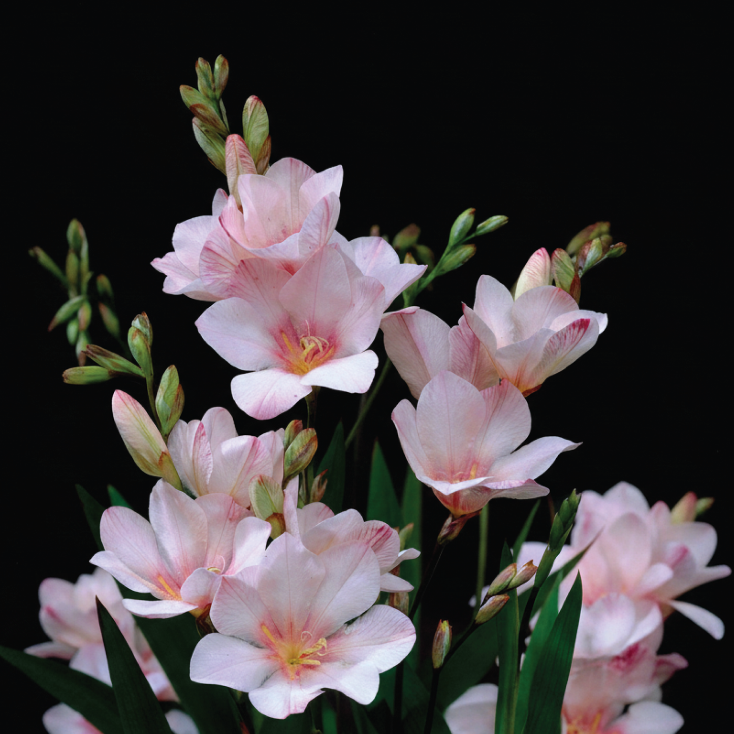 Tritonia 'Pink Sensation' - 25 bulbs p-pack