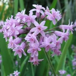 Tulbaghia-Simmleri.jpg