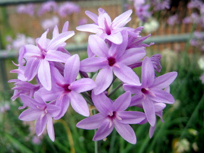 Tulbaghia-Violaceae.jpg