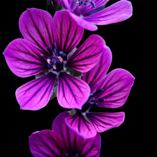 Babiana - Purple Star - 25 bulbs p-pack