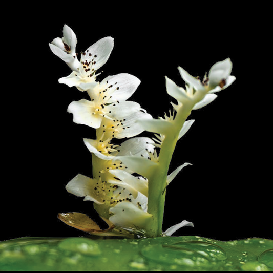 Aponogeton distachyos (waterblommetjie) - 5 bulbs p-pack