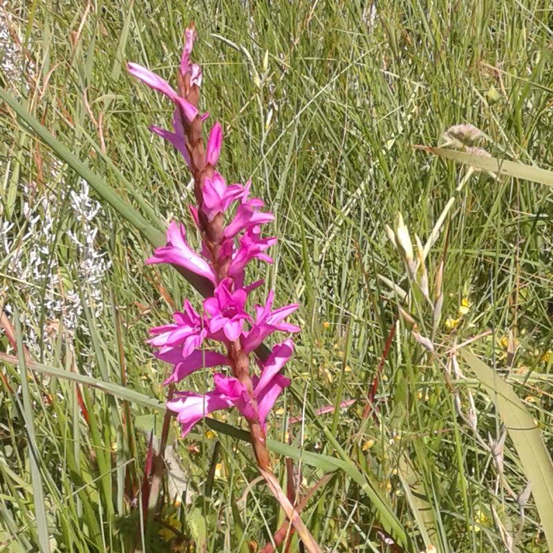 Watsonia confusa - 10 bulbs p-pack