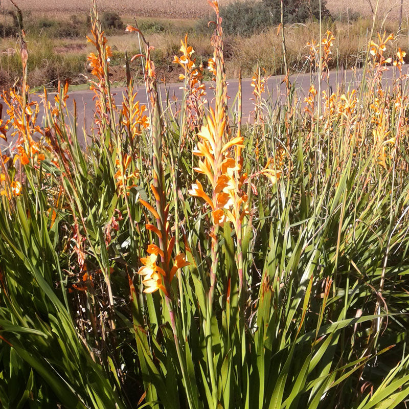 Watsonia pillansii - Orange - 5 bulbs p-pack