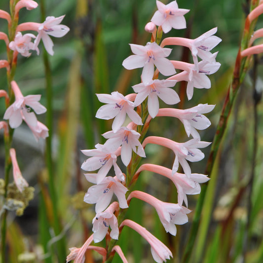 Watsonia borbonica - Helena- 5 bulbs p-pack