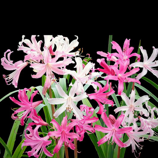 Amarine Belladiva 3 bulbs p/pack