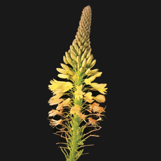 Bulbine abyssinica - Evergreen - 5 plants p-pack