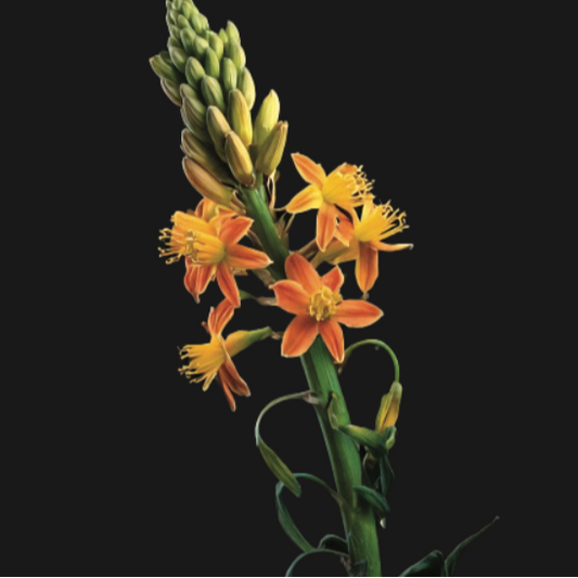 Bulbine natalensis -  Evergreen - 10 plants p-pack