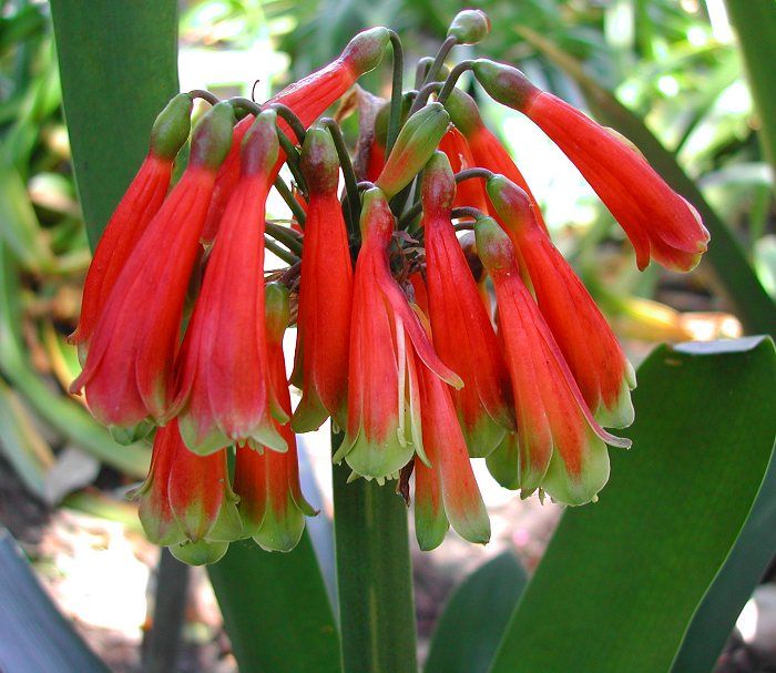 clivia-caulescens2.jpg