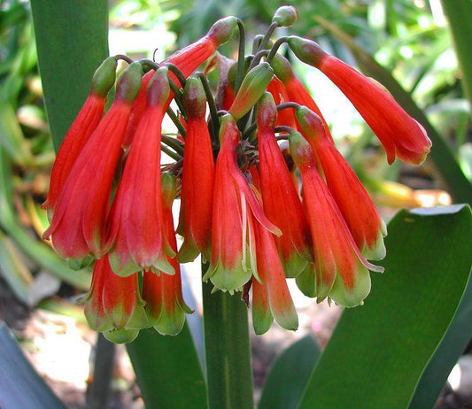 clivia-caulescens2.jpg