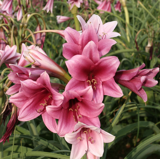 crinum-macowanii_edit.jpg
