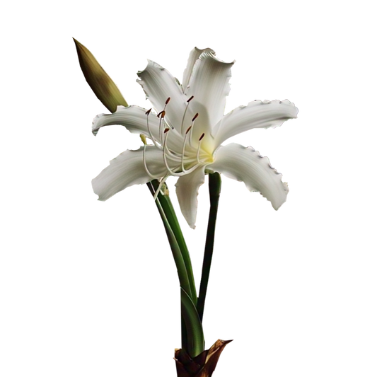 Crinum moorei - 3 bulbs p-pack