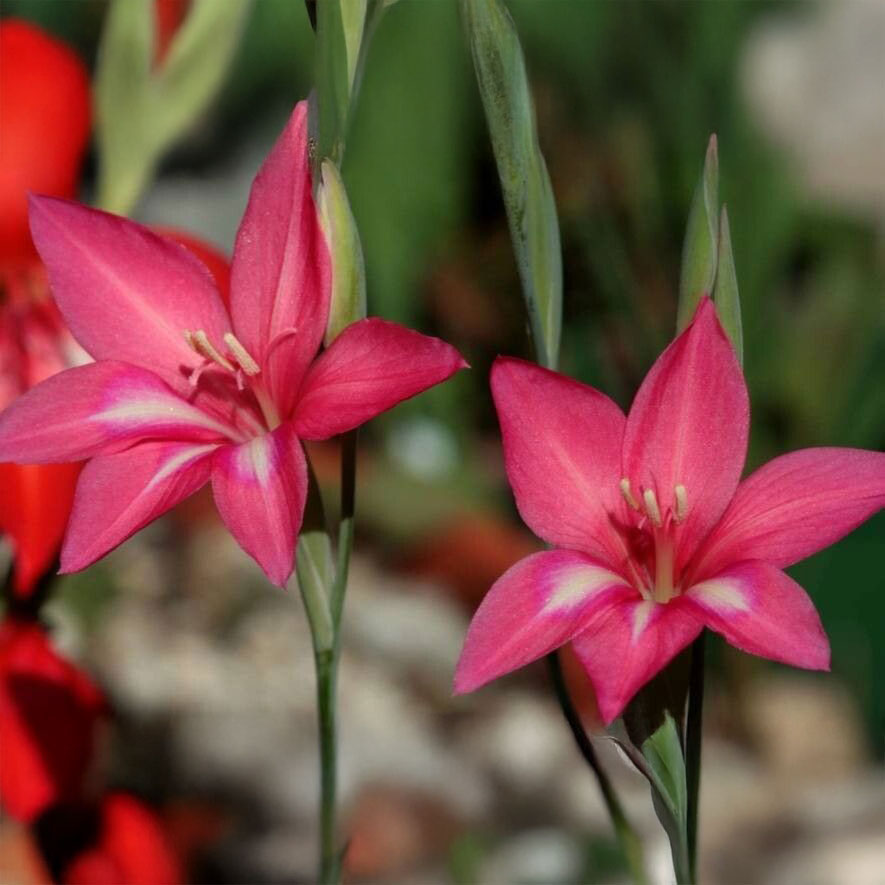 Gladiolus carmineus - 5 seeds p/pack