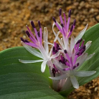 Daubenya alba - 5 seeds p/pack