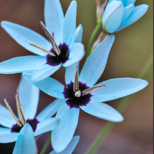 Ixia viridiflora - 3 seeds p/pack