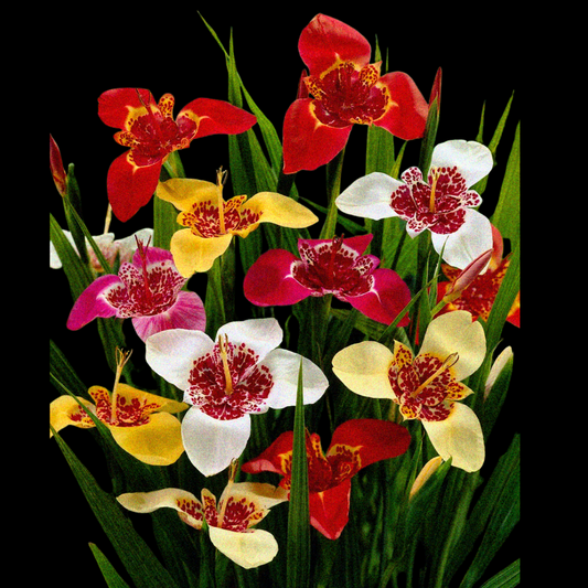 Tigridia pavonia (Large Bulbs) 15 bulbs p/pack