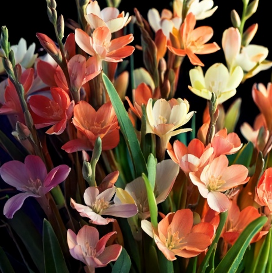 Tritonias - Mixed - 25 bulbs p-pack