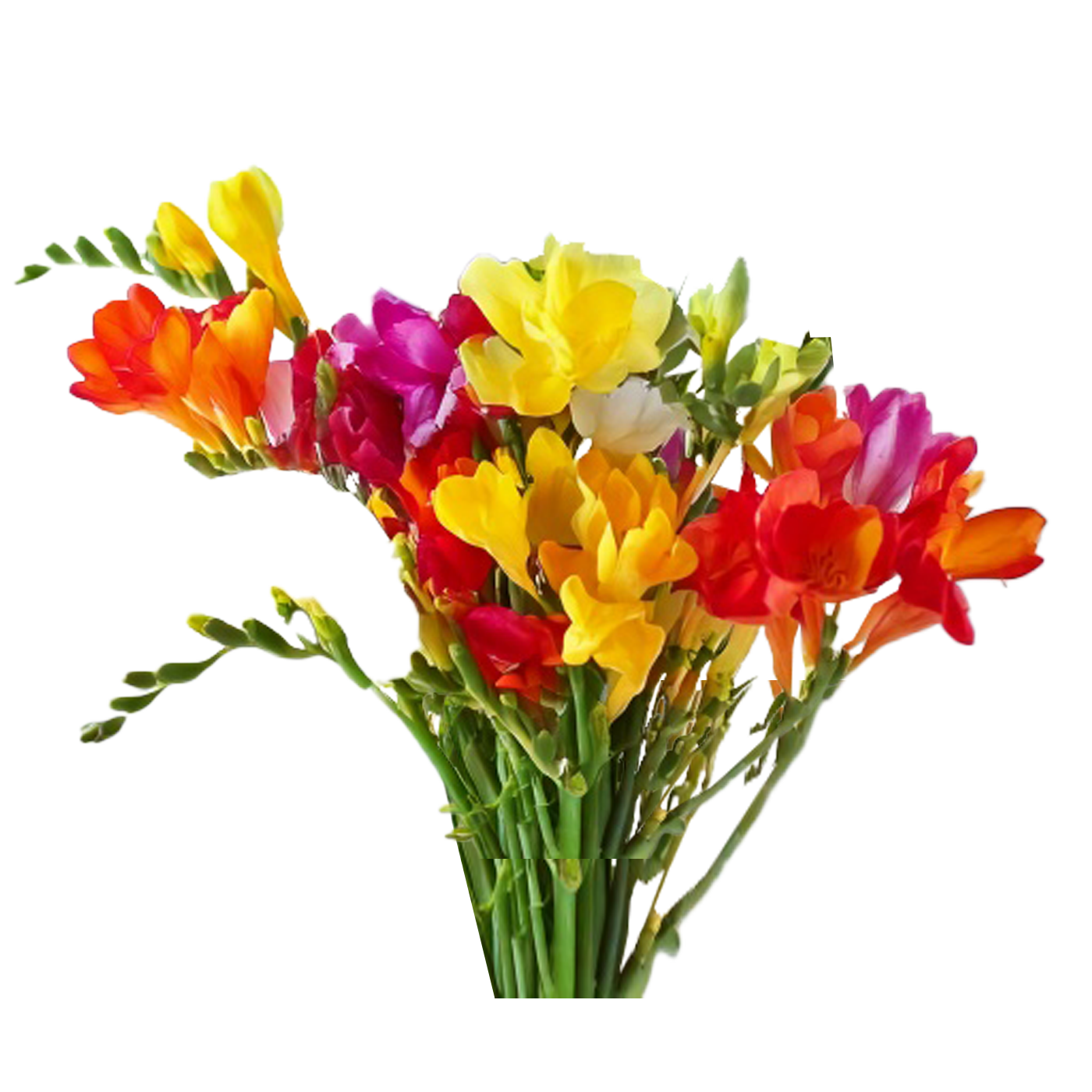 Freesias - Mixed  - 40 bulbs p-pack