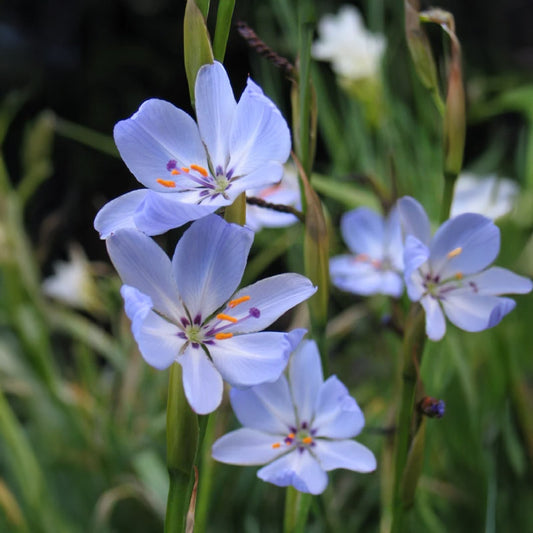 Aristea spiralis - 20 seeds p/pack