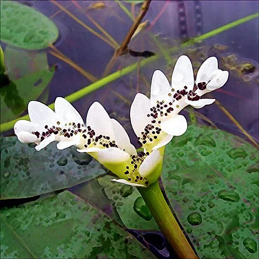 Waterblommetjies - 5 bulbs p-pack