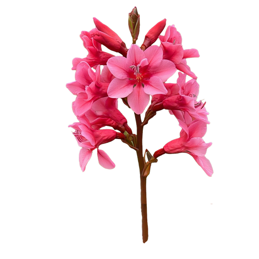 Watsonia Meriana - Cerise- 5 bulbs p-pack