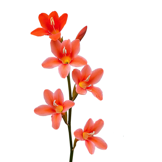 Watsonia Meriana - Coral - 5 bulbs p-pack