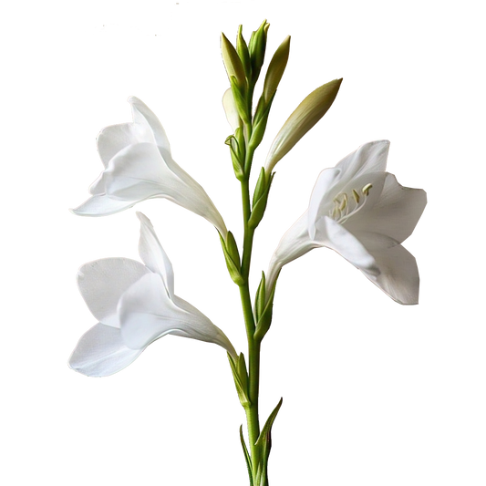 Watsonia Meriana - Vanilla Sky - 5 bulbs p-pack